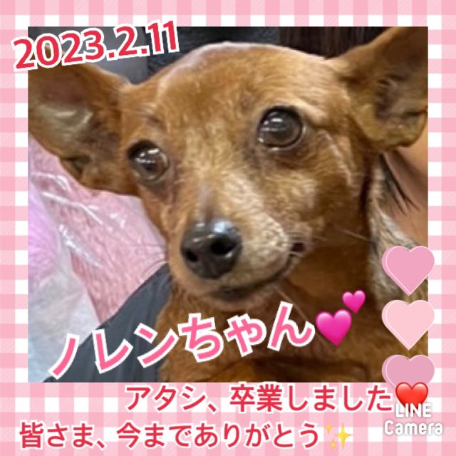 ★ノレン★2023,1,1ー2023,2,11【保護犬カフェ天神橋店】